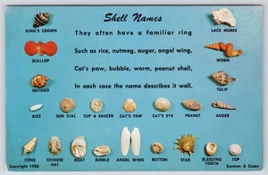 Postcard Shell Names Seashells 1958 - Picture 1 of 2