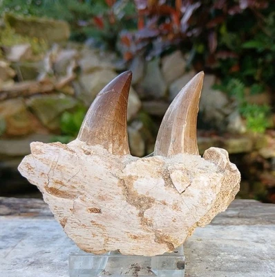 Fossil Mosasaur teeth tooth Jaw Section  Cretaceous, Morocco 100% Genuine - Image 1 of 4