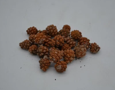 Lote de 26 mini piñas naturales de 1/2" a 1" del norte de Arizona Foto 1 de 3