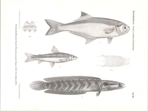 Impresión de peces antiguos originales de 1879 - Steindachner - especies de peces nuevas y raras - Imagen 1 de 2