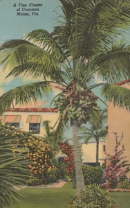 Postal Florida Linen Miami A Fine Cluster of Coconuts Vintage FL - Imagen 1 de 7