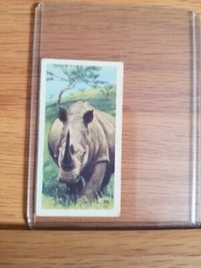 "WHITE OR SQUARE-LIPPED RHOLINOCEROS".VTG BROOKE BOND TEA TEA CARD. - Picture 1 of 2