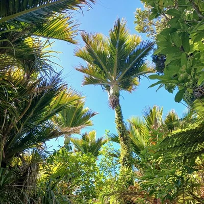Nikau (Rhopalostylis sapida) - 3 germinated seeds - Bild 1 von 4