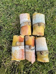 5pcs GREEN YELLOW SUGARCANE Cutting Sticks-ORGANIC - Picture 1 of 10