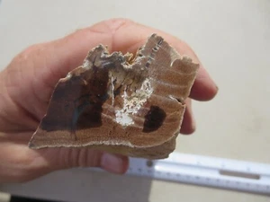 425  FACE POLISHED PETRIFIED WOOD, GREAT DISPLAY.   EX CLOSED OLD TIME ROCK SHOP - Picture 1 of 3