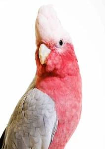 CACATÚA ROSA - Póster de Pájaros Salvajes Impreso de Imagen Tallas A5 a A0 **ENVÍO GRATUITO** - Imagen 1 de 7