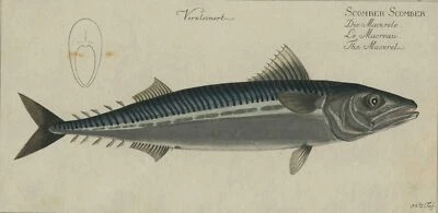 MAKRELE - Bloch, Allgemeine Naturgeschichte der Fische - Kupferstich 1782-95 - Bild 1 von 2