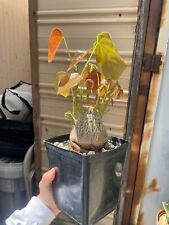 New listing
		Pseudobombax ellipticum - bonsai specimen, cute round shape