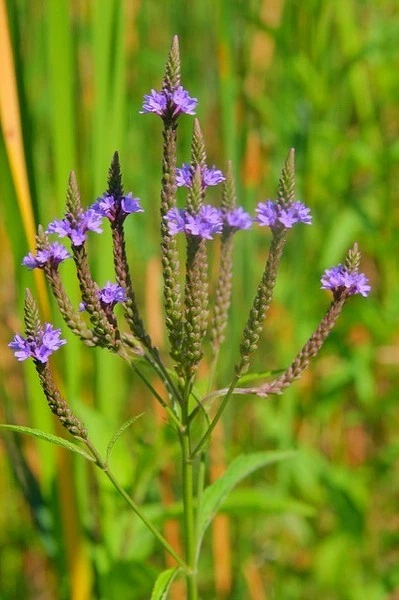 200+ Blue Vervain Seeds, Verbena hastata, organic  * FREE S/H - Image 1 of 1