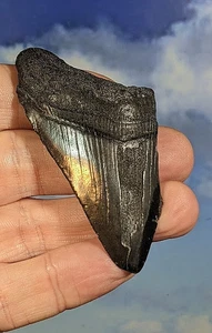 Megalodon Shark Fossil Tooth. 75mm. Boxed. As Shown.  12-15 Million years old. - Picture 1 of 5