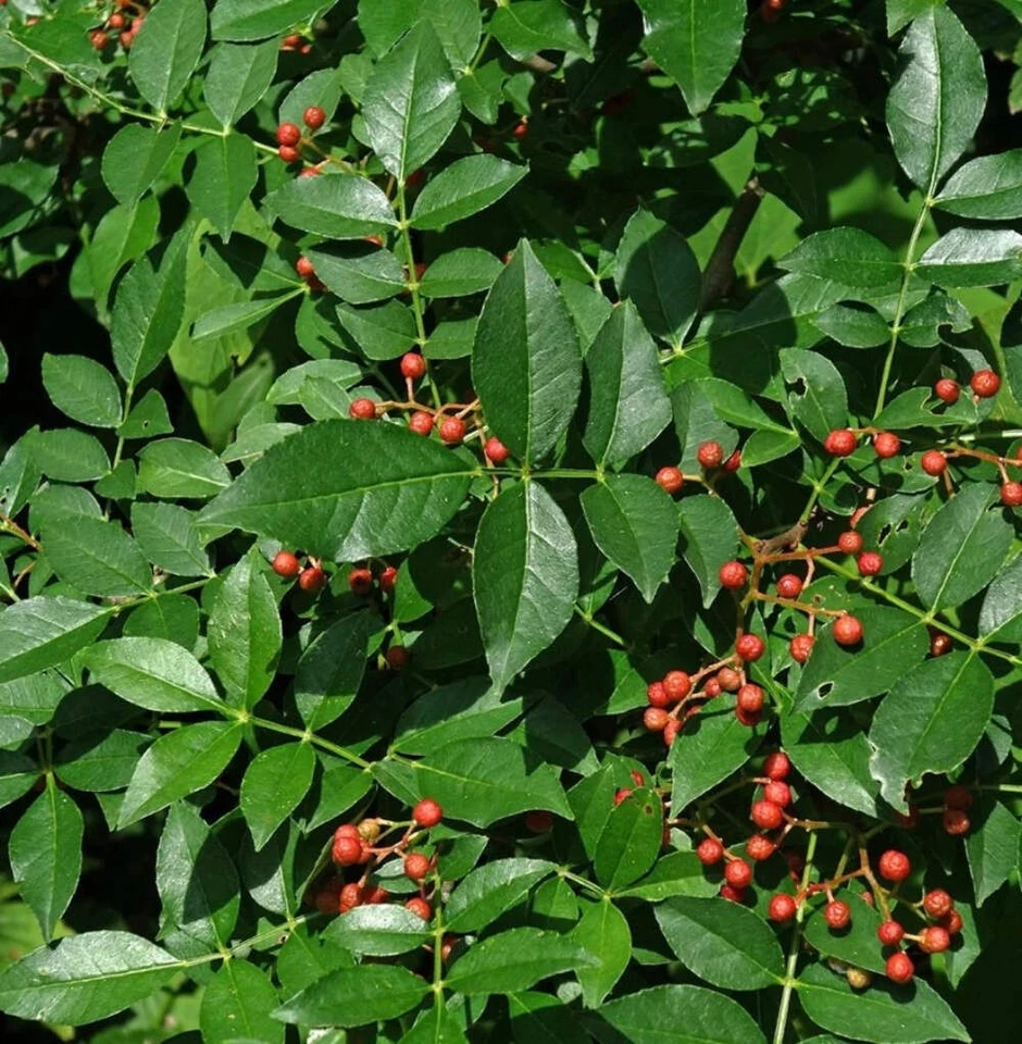 Zanthoxylum coreanum - Koreanischer Stachelbaum | Koreanischer Pfefferbaum - Bild 1 von 1