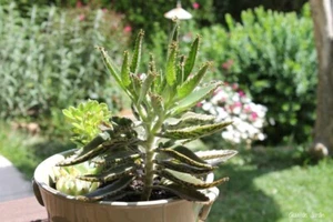 KALANCHOE DAIGREMONTIANA 1 planta con raiz - Imagen 1 de 5