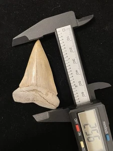 BEAUTIFUL 2.55” ALBINO MAKO/HASTALIS SHARK TOOTH FOSSIL VIRGINIA - Picture 1 of 3
