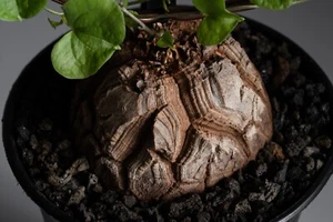Elephant's Foot: Dioscorea elephantipes - Unique Caudex - Picture 1 of 5