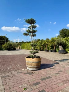 Olivenbaum Pon Pon 210 cm inkl. Topf – halbes Weinfass mit Rollen, Balkon/Terras - Bild 1 von 4