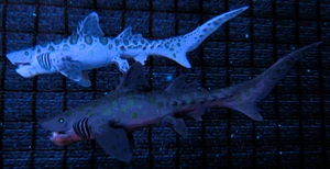 [ARK ASA PVE] [Helicoprion] Level 217 Clone PAAR Male 56 Crafting Ark Ascended - Bild 1 von 5