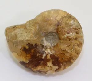 Ammonite, Nigericeras gadeni, gesso, Cenoman, cava Ashaka, bomba, Nigeria-L112 - Foto 1 di 6