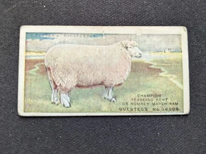 1915 Player British Live Stock Card # 21 Kent or Romney Marsh (VG/EX) - Picture 1 of 3