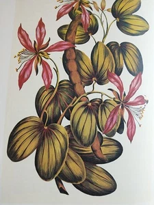 British Botanical and Horticultural Literature Before 1800 Vol. 2 Blanche Henrey - Picture 1 of 23