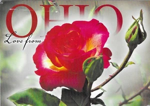 Ohio Chrome Postcard Love From Red Rose - Picture 1 of 2
