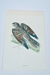 Vogel verschlingen Farbdruck - Bild 1 von 4