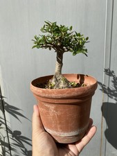 Olivastro Bonsai - Olea Sylvestris - Yamadori