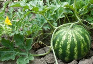 Sugar Baby Watermelon - Non Gmo - Organic Watermelon Seeds - Delicious & Sweet - Picture 1 of 2