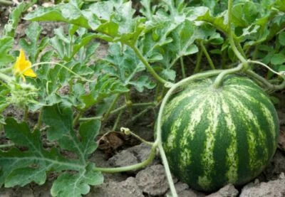 Sugar Baby Watermelon - Non Gmo - Organic Watermelon Seeds - Delicious & Sweet - Image 1 of 2