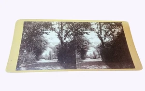 Antigua vista estéreo con escena de sendero forestal montaje amarillo finales del siglo XIX - Imagen 1 de 3