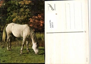4947713,Tier Pferd Schimmel - Bild 1 von 1