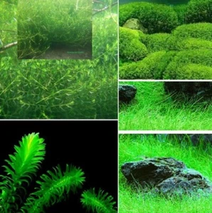 Teichpflanzen Set B grüne Pflanzen für den Teich immergrüne Unterwasserpflanzen - Bild 1 von 1