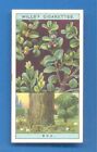 FLOWERING TREES & SHRUBS.No.11.BOX.WILLS CIGARETTE CARD ISSUED 1924