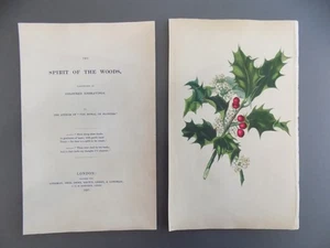 FREE SHIPPING!!!! Botanicals, Hand Color, Antique, Spirit of the Woods - Picture 1 of 2