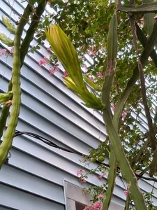 Dragon Fruit Pitaya ONE(1) SEGMENTED CUTTING & Shampoo Ginger Rhizome Pieces - Picture 1 of 20