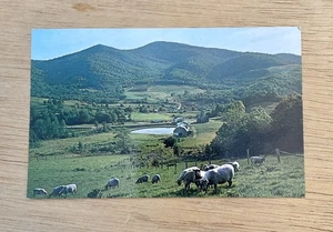 Pecore al pascolo in Blue Ridge Mountains North Carolina cartolina d'epoca - Foto 1 di 2