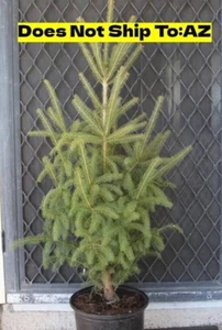 White Spruce Tree in 1g p Evergreen Picea Glauca Great Landscape Easy Care Plant - Picture 1 of 7