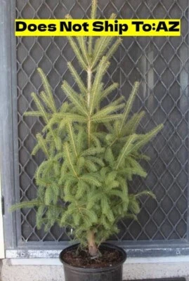 White Spruce Tree in 1g p Evergreen Picea Glauca Great Landscape Easy Care Plant - Image 1 of 4