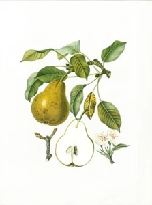 Botanical Kitchen Fruit Art Cherry Pear Apple Set of 5 12x16 in - Picture 1 of 7