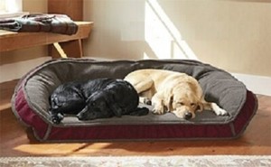 scruff a luvs entertainer