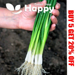GEMÜSESAMEN WALISISCHE ZWIEBEL - BAJKAL - 1200 SAMEN - Bündelung Frühlingszwiebel - Bild 1 von 1