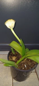 Elefantenohr Blutblume weiß Haemanthus albiflos Pflanze Blume - Bild 1 von 9