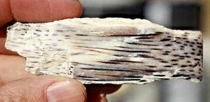 Nephi Palm • Palmoxylon hebberttii •  42 g/1.5oz. - Picture 1 of 7