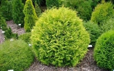 Golden Globe Dwarf Arborvitae ( Thuja ) - Live Plant - ( 2.5 QT ) - Image 1 of 4