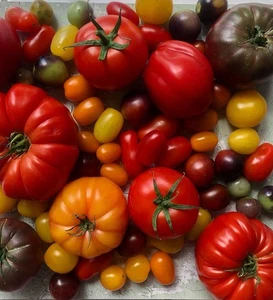 HEIRLOOM Tomato Mix 100 Seeds - Picture 1 of 1