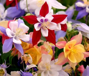 COLUMBINE McKANA GIANT Aquilegia x Híbrido McKana - 500 Semillas a Granel - Imagen 1 de 1