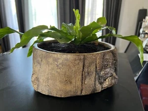 Large Cement Tree Trunk Bark Planter Flower Plant Pot Reptile Water Bowl - Picture 1 of 3