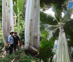 Musa ingens, plátano gigante de las tierras altas - 10 sementos - Imagen 1 de 8