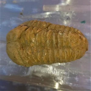 Oferta especial fósil trilobites trilobites calimene Marruecos fósil flexicalymene G - Imagen 1 de 3