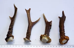 4 schöne Geweihstangen Rehstange Deko Tischdeko Floristik 152 g - Bild 1 von 2