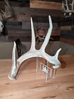 Tall 67"+ 5pt Whitetail Deer Shed Antlers Rack Taxidermy